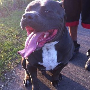 Meet your Posher, Rose